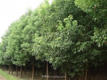 香樟樹(shù)分布范圍和經(jīng)濟(jì)價(jià)值
