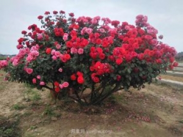 樹樁月季養(yǎng)護(hù)，這4個(gè)問(wèn)題要注意