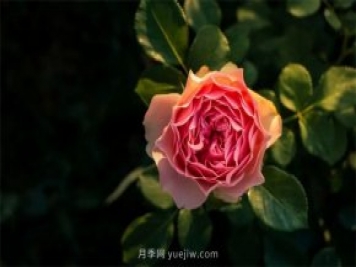 昆明李淑斌深山搞科研，為晉寧月季插“芯片”