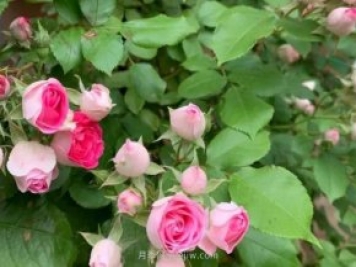 天狼家胭脂扣月季，花友反饋很贊