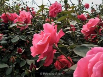 北京街頭萬(wàn)千姿態(tài)的月季花，你喜歡哪一個(gè)