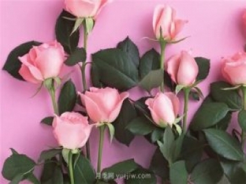 從1-9394朵玫瑰花語(yǔ)加圖片，送花原來(lái)這么多講究！
