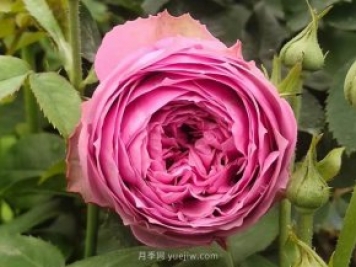 玫瑰，永恒不變的經(jīng)典