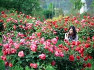 花卉旅游，“花為媒”帶動“美麗經(jīng)濟”升級