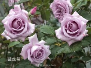 夏季要預(yù)防月季病害，6種苗木病害防治方法