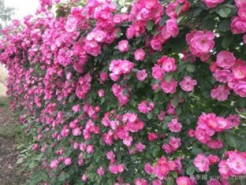 藤本月季一直不開花怎么辦？找準(zhǔn)3個原因