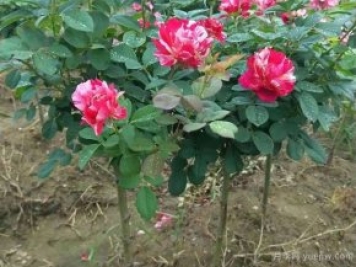 小高桿月季移植必須要帶土球嗎？