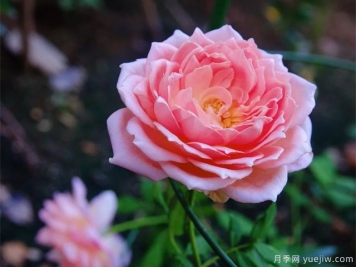 銀禧慶典月季復(fù)花超快，口碑極佳