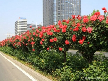 月季樹品種高貴典雅、花型花色多樣