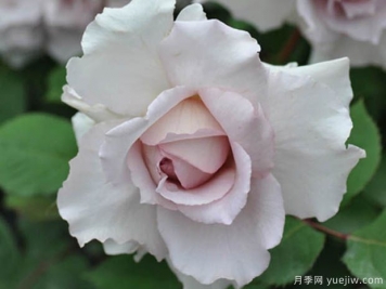 亞列爾月季的優(yōu)缺點(diǎn)是什么？