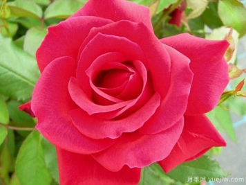 米迦勒大天使月季的優(yōu)缺點(diǎn)是什么？