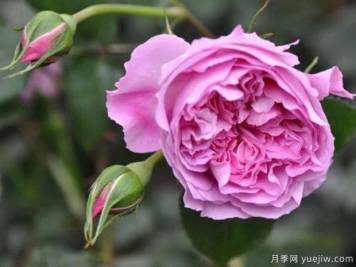 治療天使拉斐爾月季的優(yōu)缺點(diǎn)是什么？