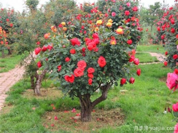 超百年的古樁月季，一樹花開多色，世上罕見