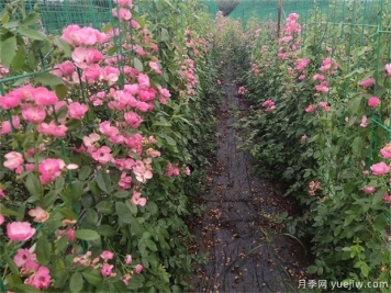 藤本月季栽培養(yǎng)護管理技術(shù)全攻略