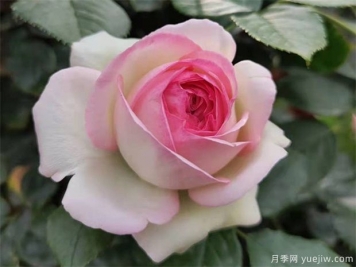 藤本月季的養(yǎng)護管理