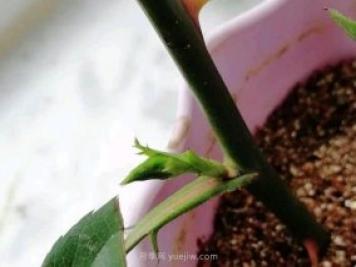 扦插的月季花枝條沒長根就出花苞正常嗎？