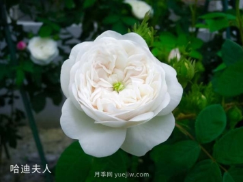 哈迪夫人月季的優(yōu)缺點是什么？