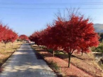 雞爪槭苗木的栽培養(yǎng)護要點