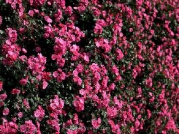 中國(guó)原產(chǎn)地，月季花偉大而平凡