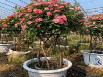新型月季花籃，小高桿月季玩出新花樣