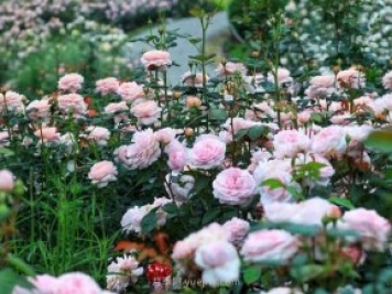 奧斯汀月季園，湖州一個國內(nèi)頂級的月季花園