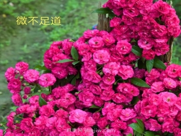 微不足道月季的優(yōu)缺點是什么？