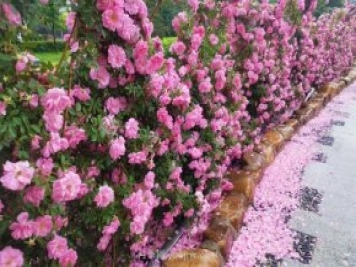 長(zhǎng)春月季花海 浪漫“打卡地”