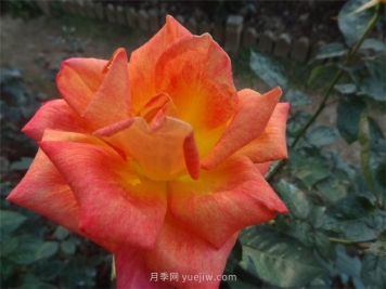 篝火月季的優(yōu)缺點是什么？
