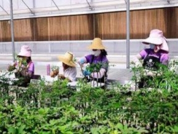 數(shù)字賦能農(nóng)業(yè) 玉溪紫玉花卉200萬(wàn)盆栽玫瑰銷路俏