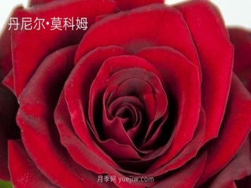 丹尼爾莫科姆月季的優(yōu)缺點是什么？
