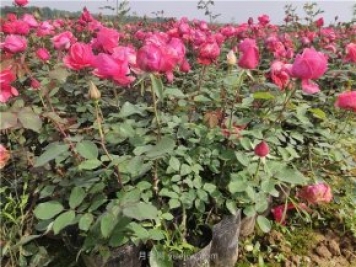 夏季草坪澆水容易萎蔫，如何做到科學(xué)澆灌？