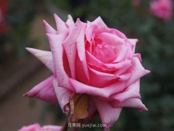 維拉夫人月季的優(yōu)缺點(diǎn)是什么？