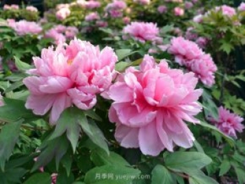 牡丹憑啥能脫穎而出成為國(guó)花？如何種植牡丹？