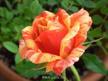 戲法柯德娜月季的優(yōu)缺點(diǎn)是什么？