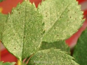 夏季高溫紅蜘蛛危害達到高峰，怎樣有效進行防治？