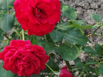 香魔84月季的優(yōu)缺點(diǎn)是什么？