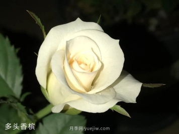 多頭香檳月季的優(yōu)缺點是什么？