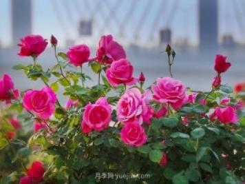 中國(guó)月季之鄉(xiāng)：南陽(yáng)石橋