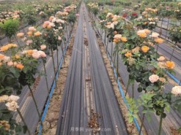 為什么越來越多的人愛上樹狀月季，這款新型品種，確實漂亮