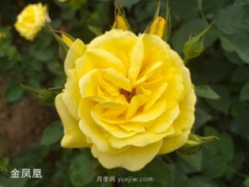 金鳳凰，綠化工程選擇黃色大花月季