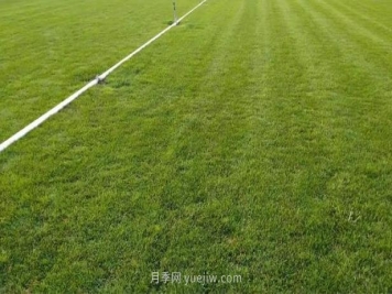 混播草坪的優(yōu)點(diǎn)缺點(diǎn)，每平方需要多少種子