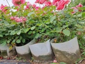 月季花海中的雜草怎樣清除？