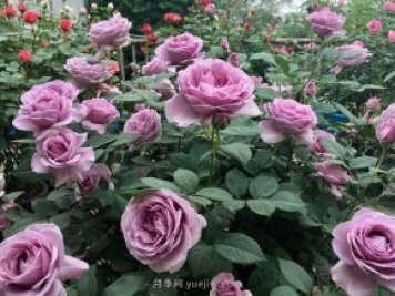 最全林業(yè)術(shù)語，苗木人必讀！
