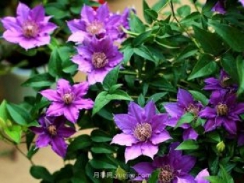 鐵線蓮夏天養(yǎng)護的五大技巧辦法