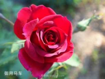 2米高御用馬車，紅色藤本月季南陽(yáng)基地批發(fā)
