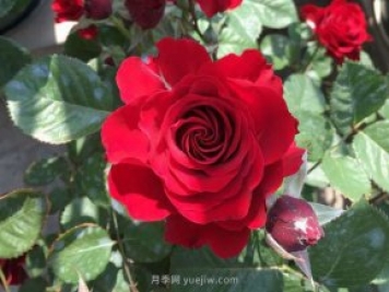 日蝕王陽臺(tái)月季