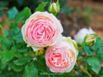 立秋后庭院花木養(yǎng)護該注意些什么？