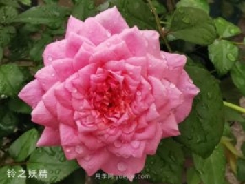 推薦5個(gè)漂亮月季品種適合秋天養(yǎng)，耐熱耐寒性都優(yōu)秀