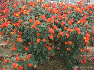 花仙月季的優(yōu)缺點(diǎn)是什么？