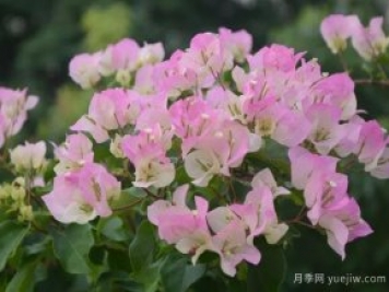 三角梅入秋管理做好4點，花開到過年